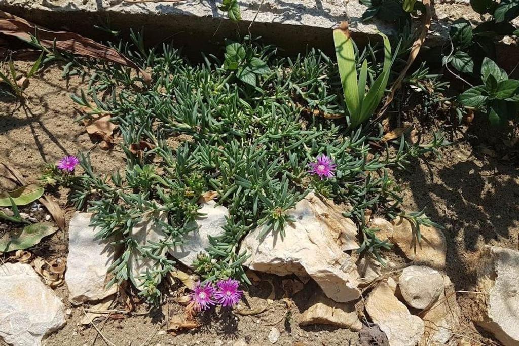 Apartment Kristic - Saplunara, Mljet Babino Polje エクステリア 写真